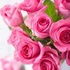 pinkroses7